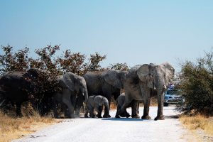 elefantes em safari no Parque nacional Etosha, na Namíbia