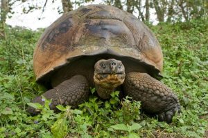 tartaruga gigante de galápagos