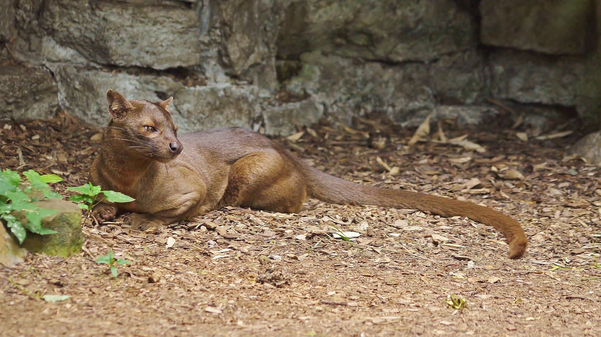 Descubra os Exóticos Animais da Ilha de Madagascar - Adventure Club