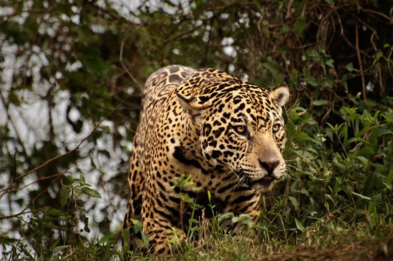 Pantanal, o melhor lugar de aventura para descansar e se divertir no mês de Outubro