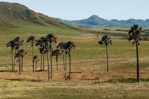 Visite a Chapada dos Veadeiros