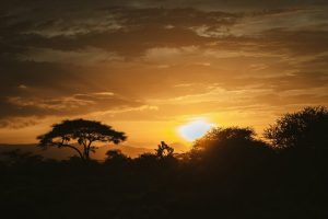 Amboseli-Quenia-galeria80