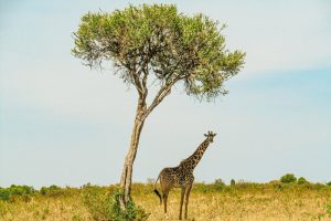 Masai-Mara-Quenia-galeria80