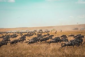 Masai-Mara-Quenia2-galeria80