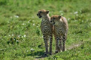 Ngorongoro-Tanzania-galeria80