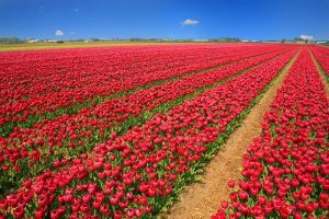 Campo-de-Tulipas-Holanda-galeria