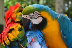 Colorful plumage of a Macaw in the Amazon rainforest