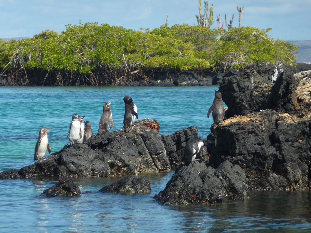 galápagos