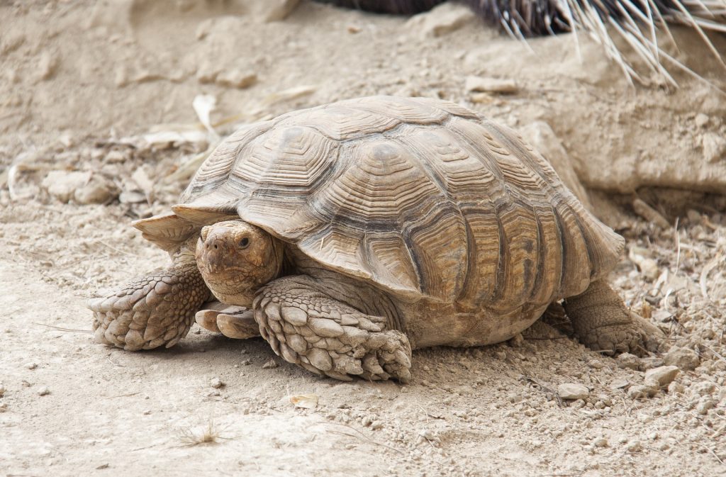 galápagos