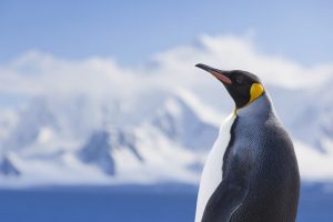 Antarctica King penguin ( Aptenodytes patagonicus )