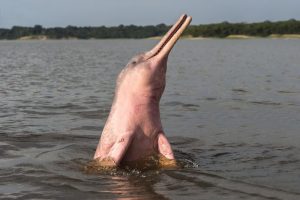 Boto cor de rosa na Amazônia