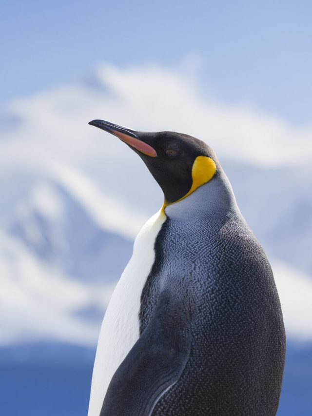 Imagem de um Pinguim da Antártica