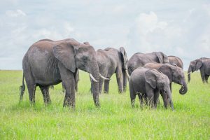 Quenia-Masai-Mara-topo