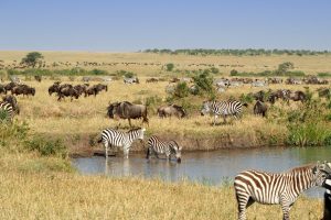 Quenia-Masai-Mara-topo