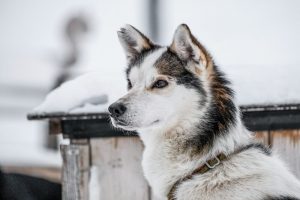 Spitsbergen-Svalbard5-galeria80