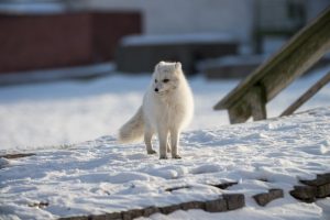 Svalbard-Livsta-Experience-galeria80