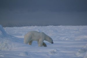 Svalbard-Livsta-Experience7-galeria80