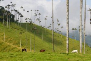 Tempo-Colombia-Salento3-galeria80