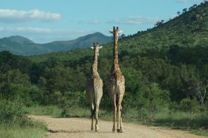 Kruger-Park-Africa-do-Sul-galeria80