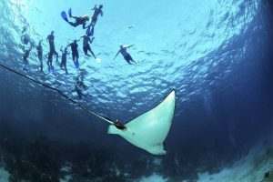 Snorkel-Belize-galeria80