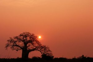 Angola Árvore Baobab 2 -Galeria